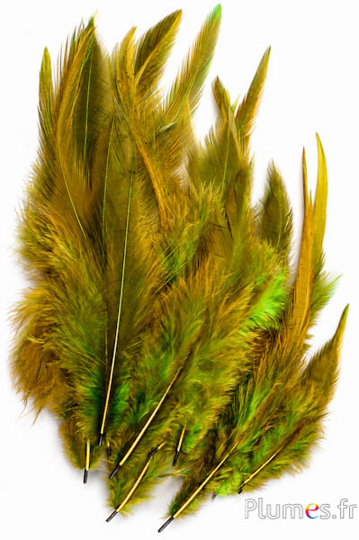 Haan - 8-12 cm - kaki-olijk